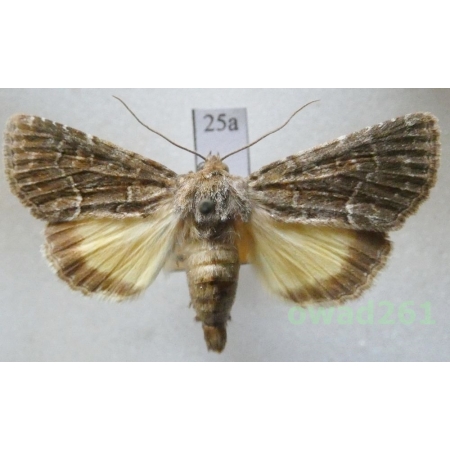 Thalpophila matura (Hufnagel, 1766) Czech25a